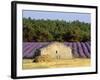 Stone Building in Lavender Field, Plateau De Sault, Haute Provence, Provence, France, Europe-Guy Thouvenin-Framed Photographic Print