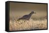 Stone Curlew (Burhinus Oedicnemus) Bagerova Steppe, Kerch Peninsula, Crimea, Ukraine, July 2009-Lesniewski-Framed Stretched Canvas