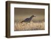 Stone Curlew (Burhinus Oedicnemus) Bagerova Steppe, Kerch Peninsula, Crimea, Ukraine, July 2009-Lesniewski-Framed Photographic Print