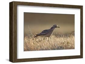 Stone Curlew (Burhinus Oedicnemus) Bagerova Steppe, Kerch Peninsula, Crimea, Ukraine, July 2009-Lesniewski-Framed Photographic Print