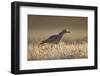 Stone Curlew (Burhinus Oedicnemus) Bagerova Steppe, Kerch Peninsula, Crimea, Ukraine, July 2009-Lesniewski-Framed Photographic Print