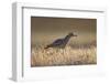 Stone Curlew (Burhinus Oedicnemus) Bagerova Steppe, Kerch Peninsula, Crimea, Ukraine, July 2009-Lesniewski-Framed Photographic Print