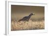 Stone Curlew (Burhinus Oedicnemus) Bagerova Steppe, Kerch Peninsula, Crimea, Ukraine, July 2009-Lesniewski-Framed Photographic Print