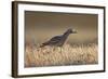 Stone Curlew (Burhinus Oedicnemus) Bagerova Steppe, Kerch Peninsula, Crimea, Ukraine, July 2009-Lesniewski-Framed Photographic Print