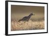 Stone Curlew (Burhinus Oedicnemus) Bagerova Steppe, Kerch Peninsula, Crimea, Ukraine, July 2009-Lesniewski-Framed Photographic Print