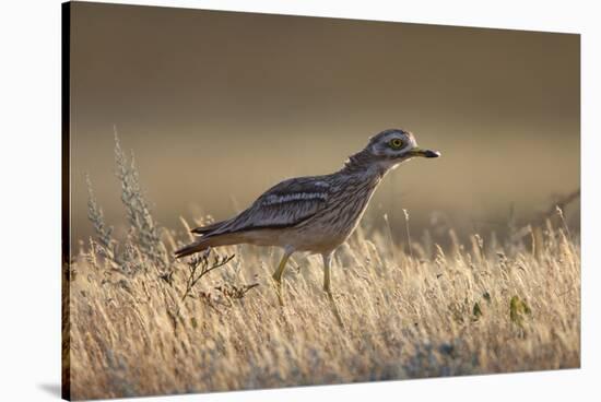 Stone Curlew (Burhinus Oedicnemus) Bagerova Steppe, Kerch Peninsula, Crimea, Ukraine, July 2009-Lesniewski-Stretched Canvas