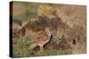 Stone curlew standing among volcanic rocks, Lanzarote-Nick Upton-Stretched Canvas