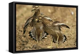 Stone-Curlews Aggressive Display with Wings Outstretched-null-Framed Stretched Canvas