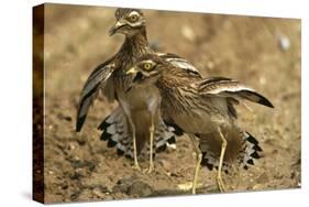 Stone-Curlews Aggressive Display with Wings Outstretched-null-Stretched Canvas