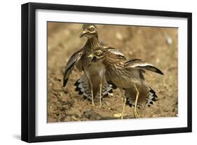 Stone-Curlews Aggressive Display with Wings Outstretched-null-Framed Photographic Print