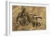 Stone-Curlews Aggressive Display with Wings Outstretched-null-Framed Photographic Print