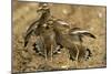 Stone-Curlews Aggressive Display with Wings Outstretched-null-Mounted Photographic Print
