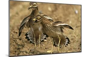 Stone-Curlews Aggressive Display with Wings Outstretched-null-Mounted Photographic Print