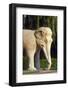 Stone Elephant, Sacred Way, Ming Tombs, Beijing, China-Dallas and John Heaton-Framed Photographic Print