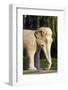 Stone Elephant, Sacred Way, Ming Tombs, Beijing, China-Dallas and John Heaton-Framed Photographic Print