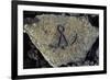 Stone Engraving, Puako Petroglyph Archaeological District, Island of Hawaii, United States-null-Framed Giclee Print