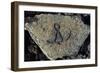 Stone Engraving, Puako Petroglyph Archaeological District, Island of Hawaii, United States-null-Framed Giclee Print