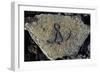 Stone Engraving, Puako Petroglyph Archaeological District, Island of Hawaii, United States-null-Framed Giclee Print