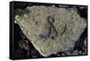 Stone Engraving, Puako Petroglyph Archaeological District, Island of Hawaii, United States-null-Framed Stretched Canvas