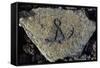 Stone Engraving, Puako Petroglyph Archaeological District, Island of Hawaii, United States-null-Framed Stretched Canvas