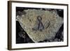 Stone Engraving, Puako Petroglyph Archaeological District, Island of Hawaii, United States-null-Framed Giclee Print