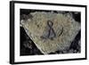 Stone Engraving, Puako Petroglyph Archaeological District, Island of Hawaii, United States-null-Framed Giclee Print