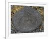Stone Engraving, Puako Petroglyph Archaeological District, Island of Hawaii, United States-null-Framed Giclee Print