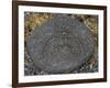 Stone Engraving, Puako Petroglyph Archaeological District, Island of Hawaii, United States-null-Framed Giclee Print