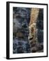 Stone Faces, Which May Depict Jayavarman VII As a Bodhisattva, Bayon Temple, Angkor Thom, Cambodia-null-Framed Photographic Print