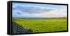 Stone fence along pasture with Sheep grazing, Moray Firth near Brora, Scotland-Panoramic Images-Framed Stretched Canvas