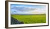 Stone fence along pasture with Sheep grazing, Moray Firth near Brora, Scotland-Panoramic Images-Framed Photographic Print