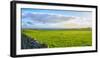 Stone fence along pasture with Sheep grazing, Moray Firth near Brora, Scotland-Panoramic Images-Framed Photographic Print