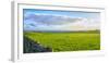 Stone fence along pasture with Sheep grazing, Moray Firth near Brora, Scotland-Panoramic Images-Framed Photographic Print