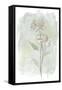 Stone Flower Study II-June Vess-Framed Stretched Canvas