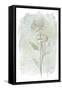 Stone Flower Study II-June Vess-Framed Stretched Canvas
