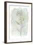 Stone Flower Study II-June Vess-Framed Art Print