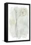 Stone Flower Study III-June Vess-Framed Stretched Canvas