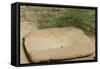 Stone for Grinding Corn Pueblo Bonito, Anasazi/Ancestral Puebloan Site in Chaco Canyon, New Mexico-null-Framed Stretched Canvas