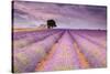 Stone House in Lavender Field-Michael Blanchette-Stretched Canvas