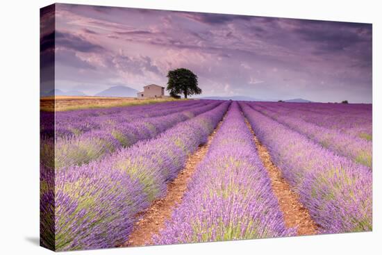 Stone House in Lavender Field-Michael Blanchette-Stretched Canvas