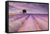 Stone House in Lavender Field-Michael Blanchette-Framed Stretched Canvas