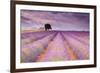 Stone House in Lavender Field-Michael Blanchette-Framed Photographic Print