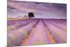 Stone House in Lavender Field-Michael Blanchette-Mounted Photographic Print