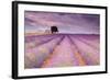 Stone House in Lavender Field-Michael Blanchette-Framed Photographic Print