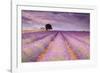 Stone House in Lavender Field-Michael Blanchette-Framed Photographic Print