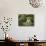 Stone Lantern and Heavenly Falls, Portland Japanese Garden, Oregon, USA-William Sutton-Photographic Print displayed on a wall