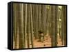 Stone Lantern, Bamboo Forest, Kamakura City, Kanagawa Prefecture, Honshu Island, Japan-Christian Kober-Framed Stretched Canvas