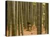 Stone Lantern, Bamboo Forest, Kamakura City, Kanagawa Prefecture, Honshu Island, Japan-Christian Kober-Stretched Canvas