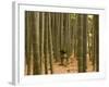 Stone Lantern, Bamboo Forest, Kamakura City, Kanagawa Prefecture, Honshu Island, Japan-Christian Kober-Framed Photographic Print