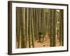 Stone Lantern, Bamboo Forest, Kamakura City, Kanagawa Prefecture, Honshu Island, Japan-Christian Kober-Framed Photographic Print